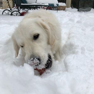 Meet your Posher, Elizabeth